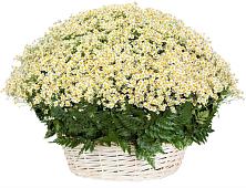 Цветочная композиция из Ромашки в корзине #REPLACE_PRED# Алферьево